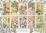 Legpuzzel - 1000 - Botanicals by Verneuil