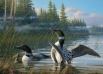 Legpuzzel - 1000 - Common Loons