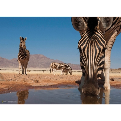 Legpuzzel - 1000 - National Geographic zebras