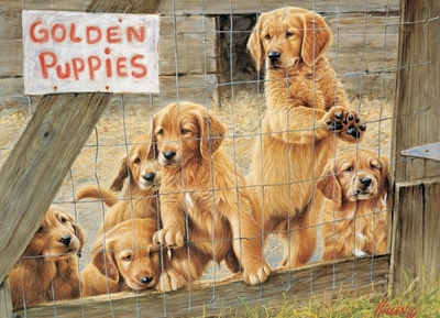 Legpuzzel - Golden puppies - 500 stukjes
